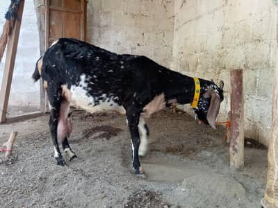 bakri for sale age 6 dant Sony ma 5 10 din ligi