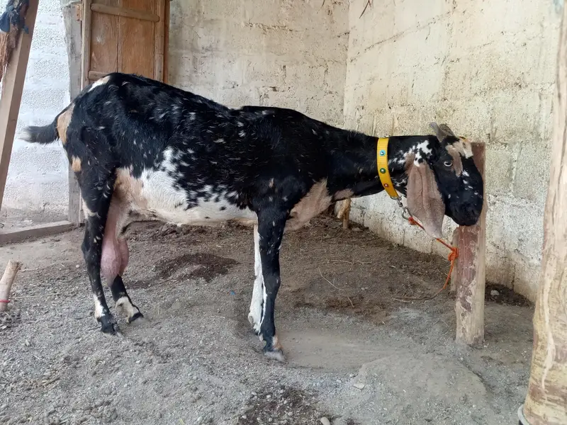 bakri for sale age 6 dant Sony ma 5 10 din ligi — photo 2