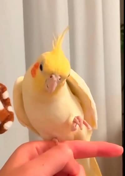 Hand tamed Taking Cocktails