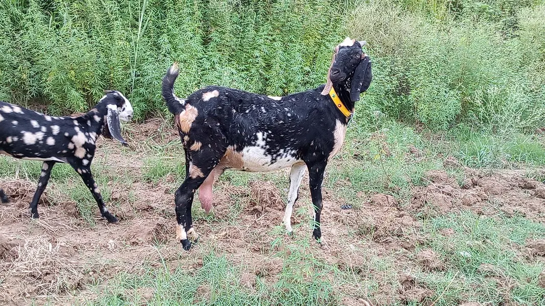 bakri for sale age 6 dant Sony ma 5 10 din ligi — photo 3