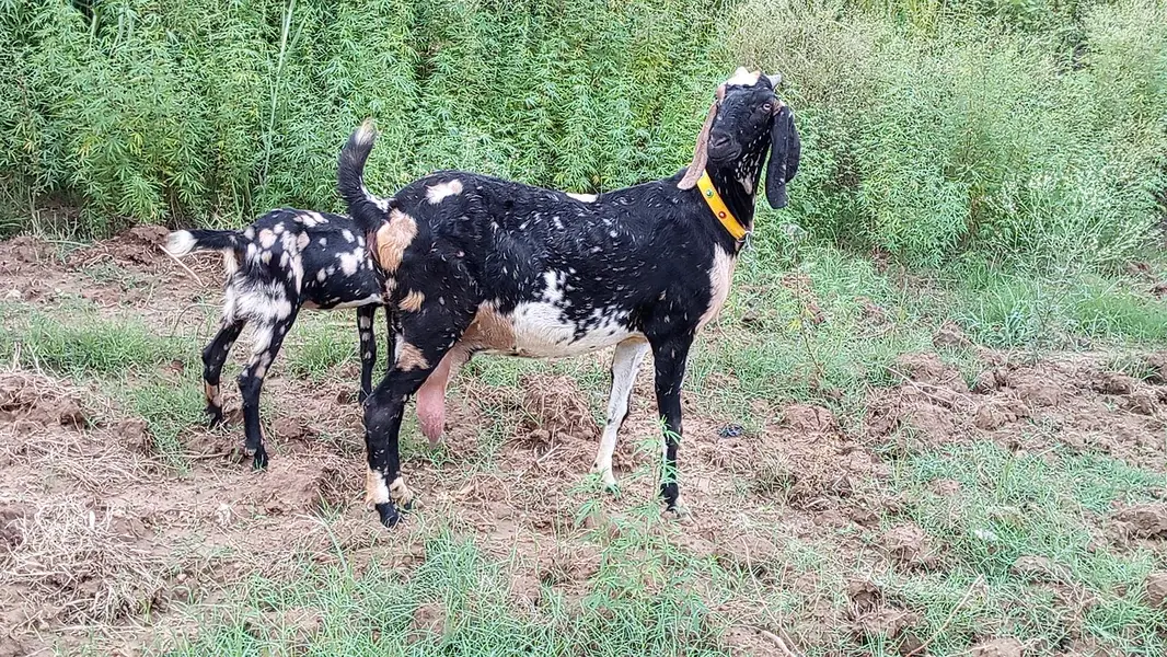 bakri for sale age 6 dant Sony ma 5 10 din ligi — photo 4