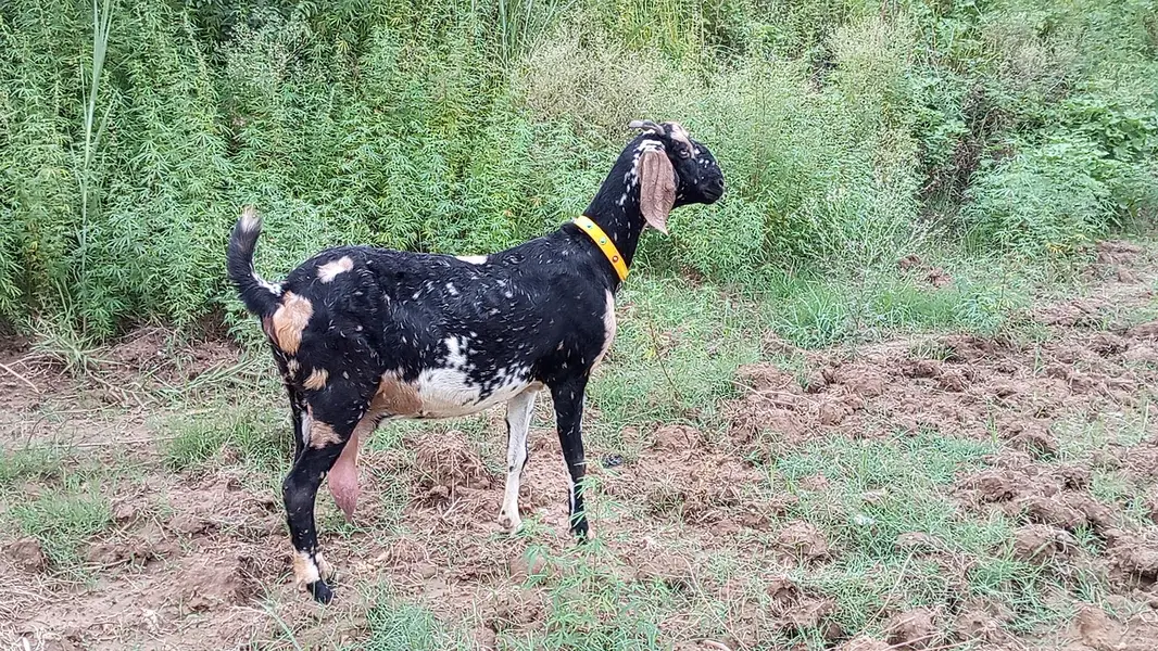 bakri for sale age 6 dant Sony ma 5 10 din ligi — photo 5