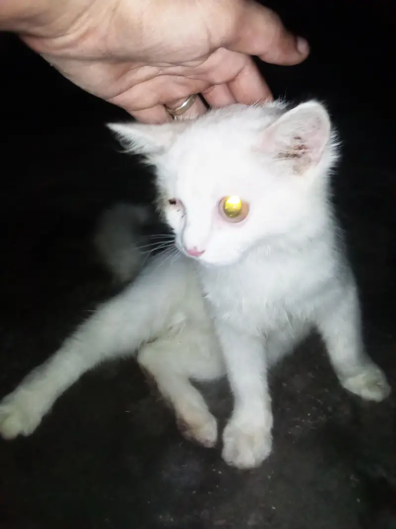 white colour