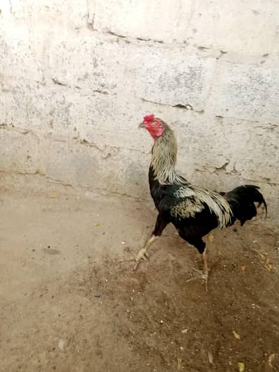 aseel morga or morgi 03212177259
