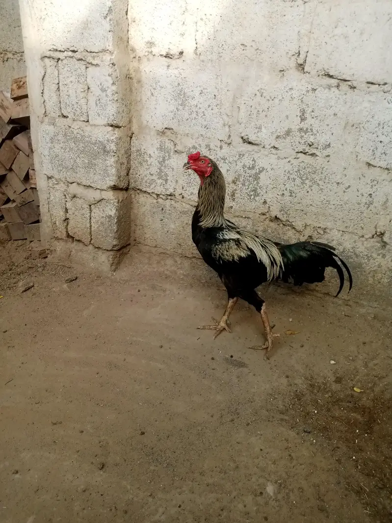 aseel morga or morgi 03212177259 — photo 4
