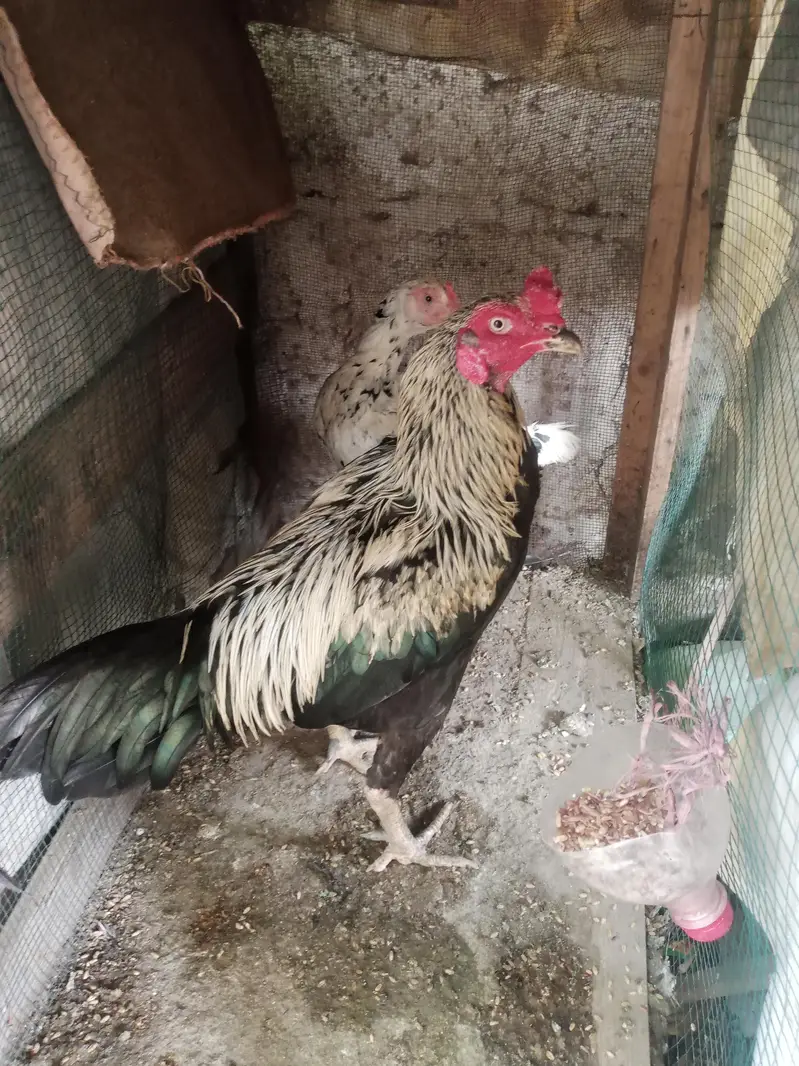 aseel morga or morgi 03212177259 — photo 12