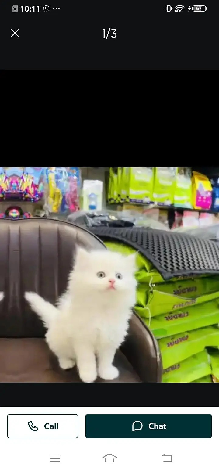 Persian cat for sale male or female my WhatsApp number03=25=31=33=95=5 — photo 3