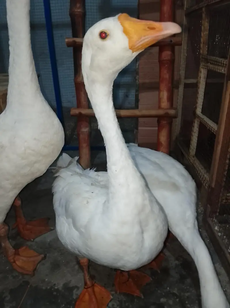 pair he duck ka jes Bhai ne Lena he wo rabta kre