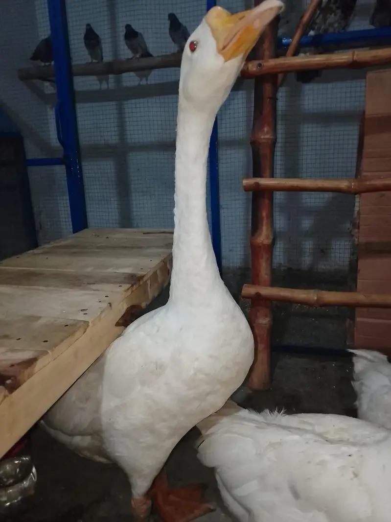 pair he duck ka jes Bhai ne Lena he wo rabta kre — photo 2