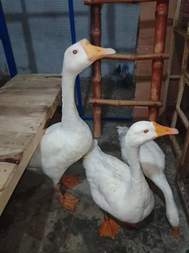 pair he duck ka jes Bhai ne Lena he wo rabta kre — photo 3