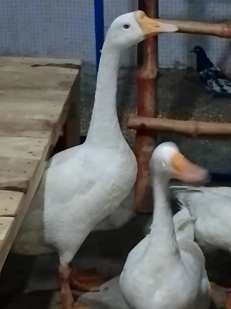 pair he duck ka jes Bhai ne Lena he wo rabta kre — photo 4