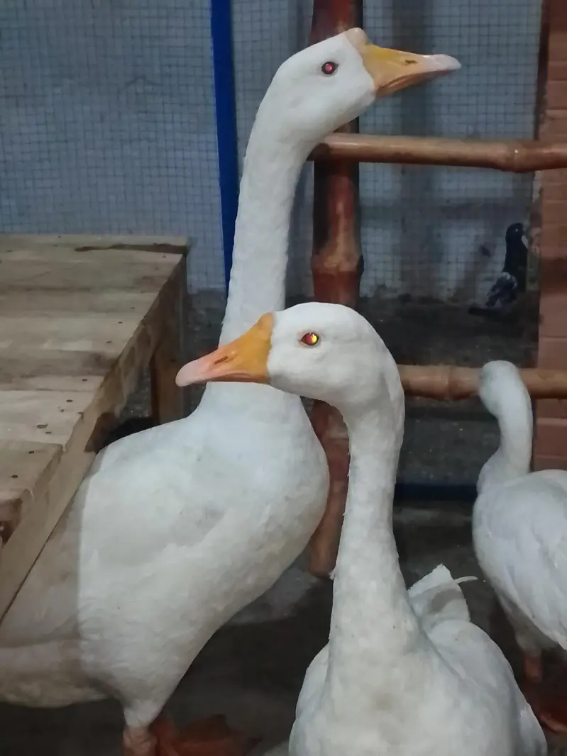 pair he duck ka jes Bhai ne Lena he wo rabta kre — photo 5