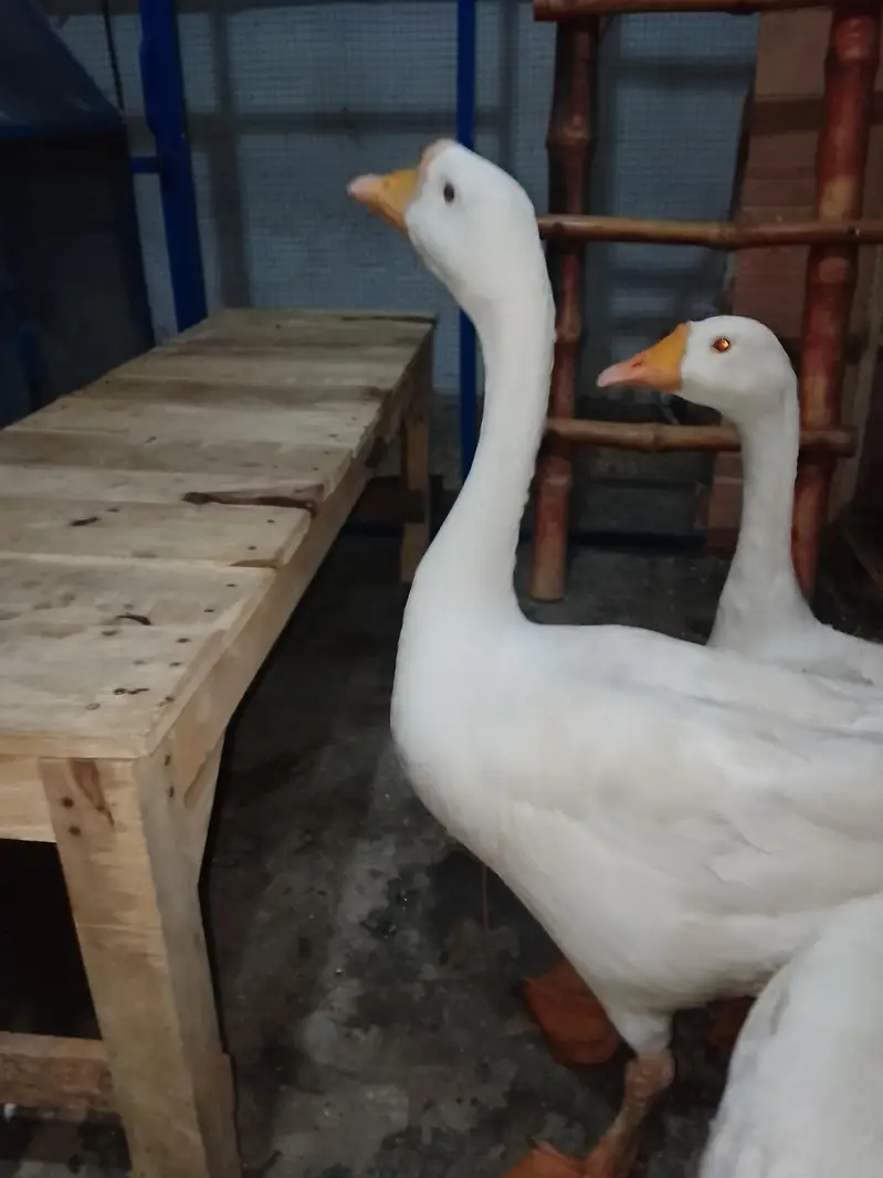 pair he duck ka jes Bhai ne Lena he wo rabta kre — photo 6