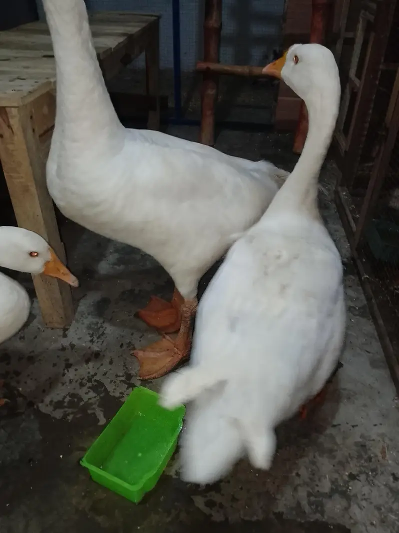 pair he duck ka jes Bhai ne Lena he wo rabta kre — photo 7
