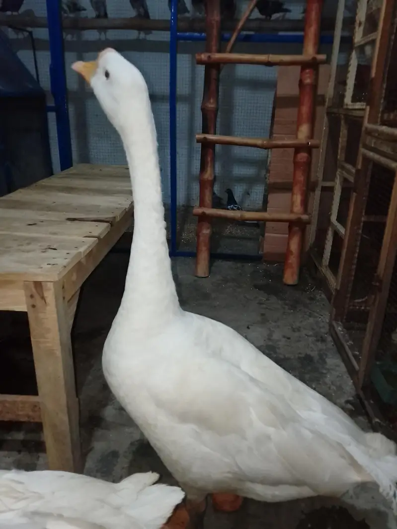 pair he duck ka jes Bhai ne Lena he wo rabta kre — photo 8