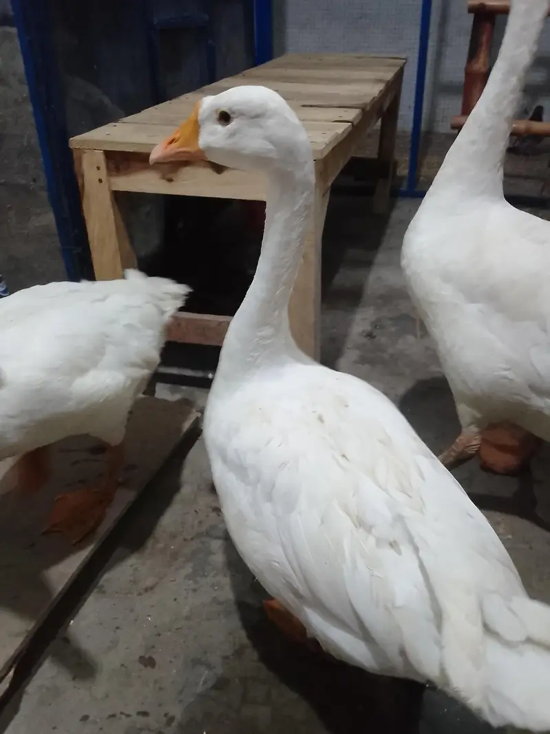 pair he duck ka jes Bhai ne Lena he wo rabta kre — photo 9
