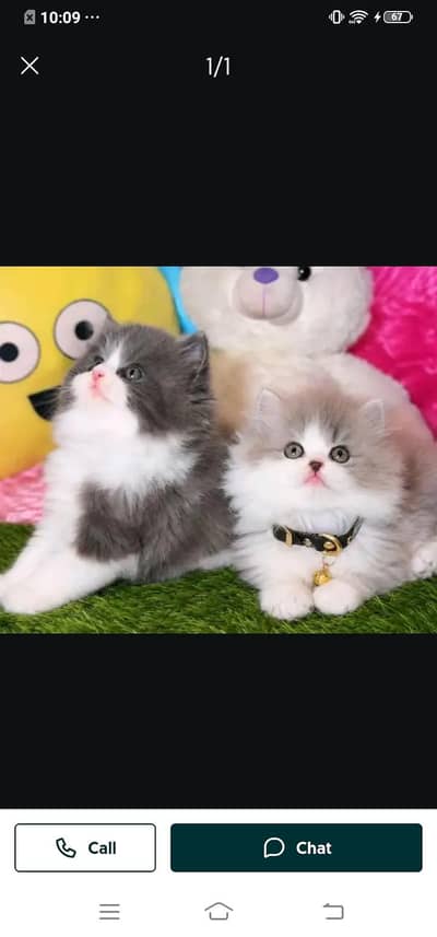 Persian cat for sale male or female my WhatsApp number03=25=31=33=95=5
