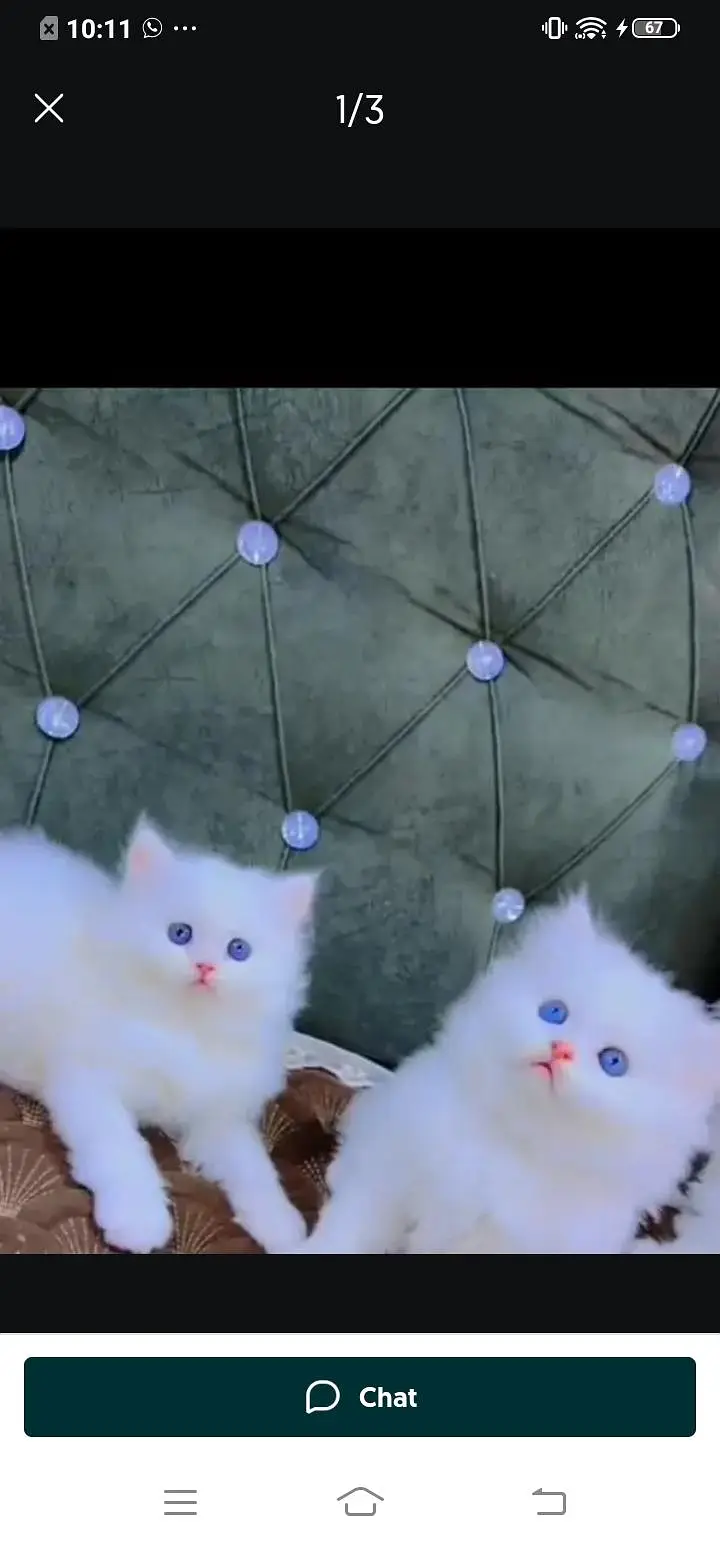 Persian cat for sale male or female my WhatsApp number03=25=31=33=95=5 — photo 2