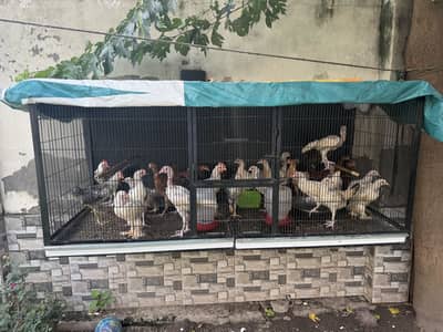 Aseel,White Puff and Desi Hens for sale