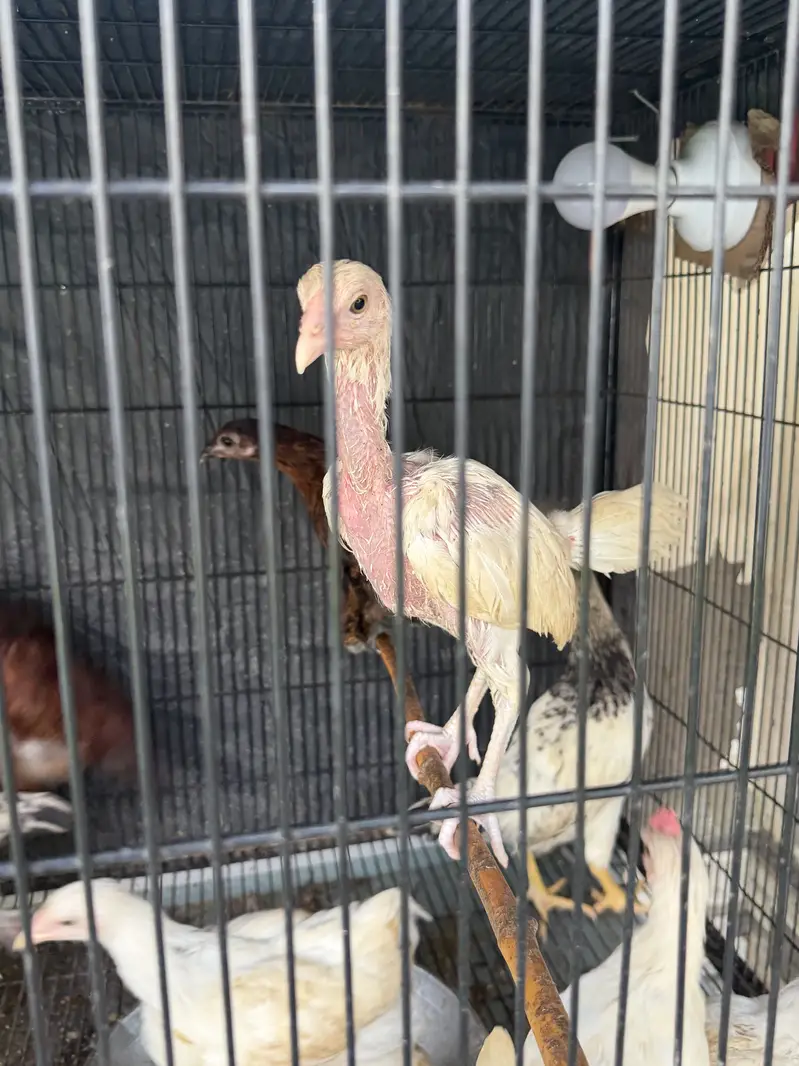 Aseel,White Puff and Desi Hens for sale — photo 2