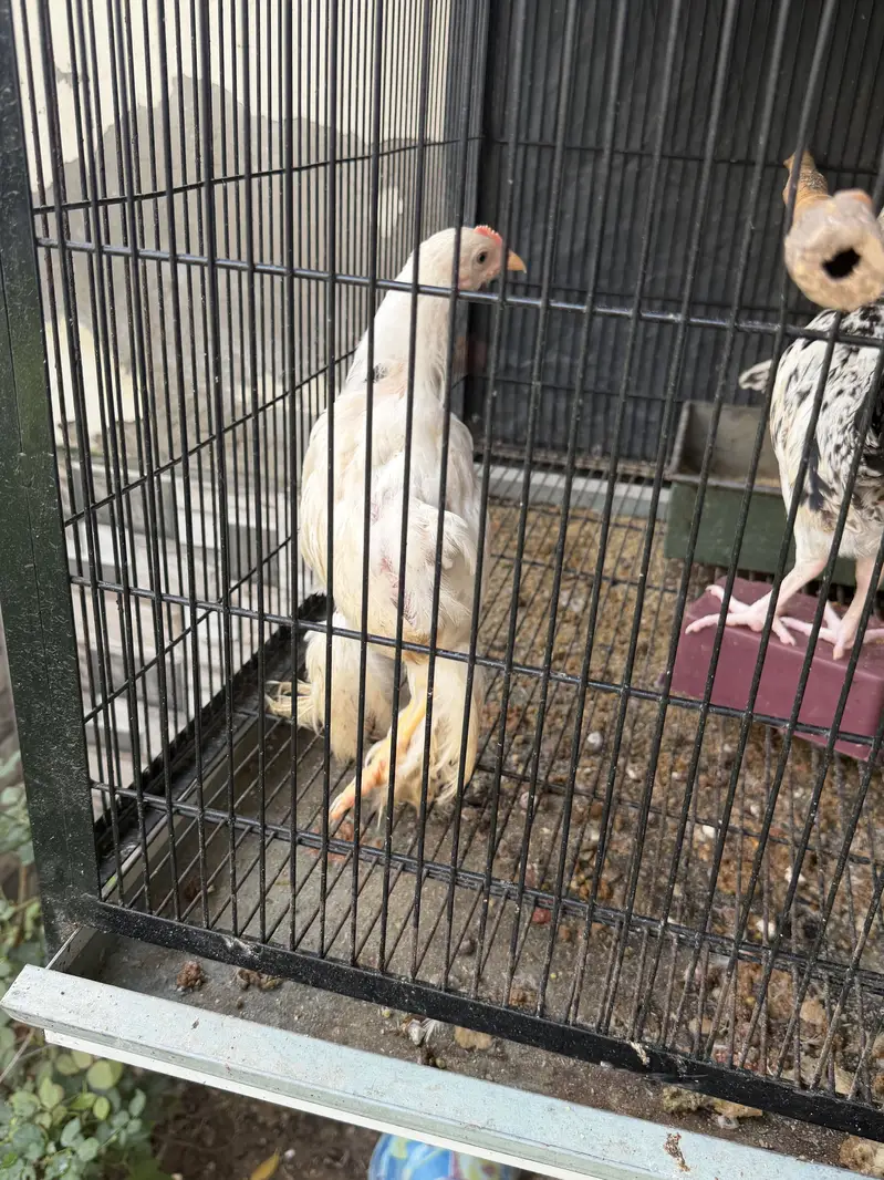Aseel,White Puff and Desi Hens for sale — photo 3