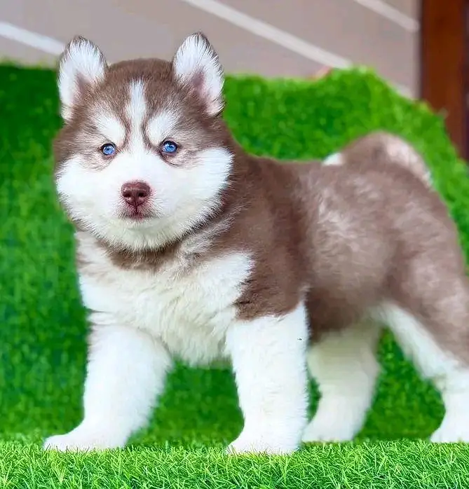 Siberian Husky  for sale