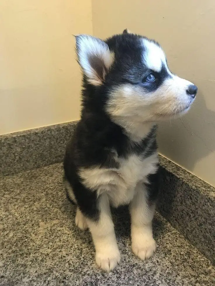 Siberian Husky  for sale — photo 4
