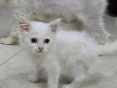 Male kitten for sale