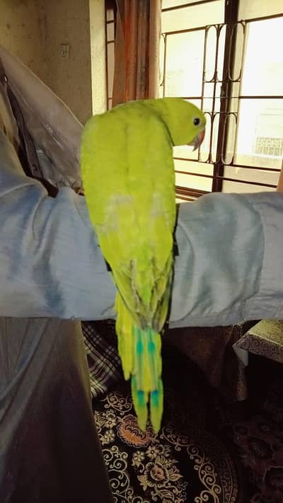 green ring neck read add