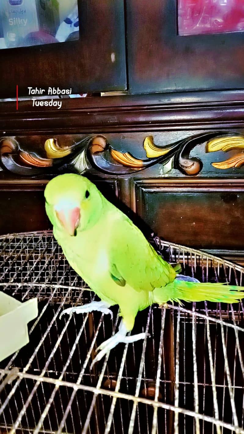 green ring neck read add 3
