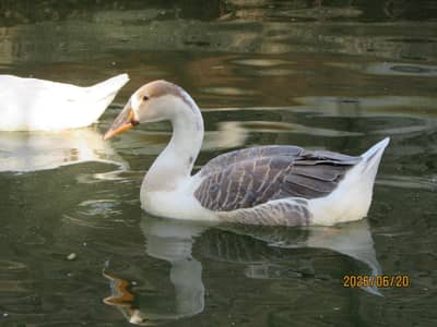 white geese( راج ہنس)