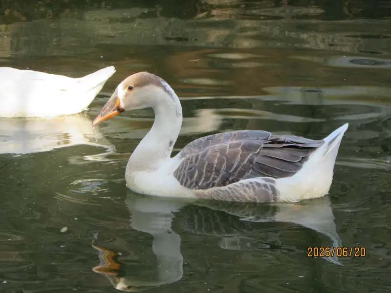 white geese( راج ہنس)