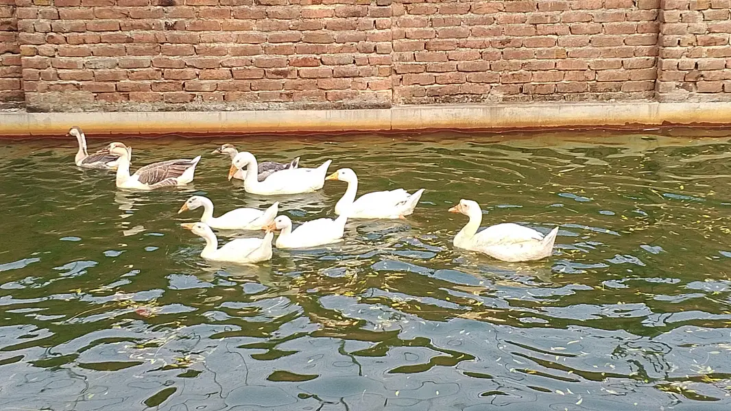 white geese( راج ہنس) — photo 2