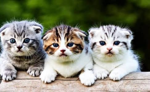 Pure Scottish Fold | Male & Female Kittens _Premium Quality cats