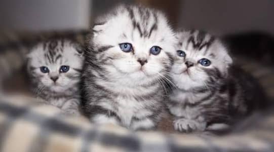 Pure Scottish Fold | Male & Female Kittens _Premium Quality cats