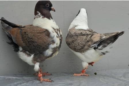 Ghazi Modena 0 Kalii Chicks Pair from same clutch
