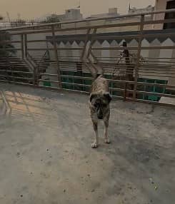 Afghan Kuchi dog |male dog | Afghan Kuchi male | security dog for sale