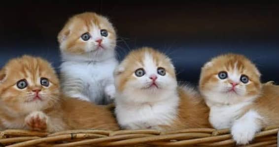 Pure Scottish Fold | Male & Female Kittens _Premium Quality cats