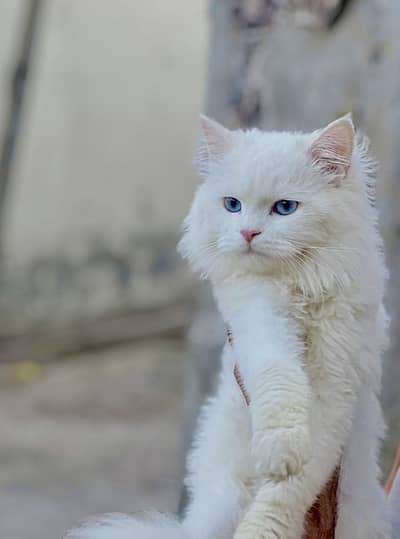 Blue eyes long coat