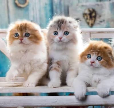 Pure Scottish Fold | Male & Female Kittens _Premium Quality cats