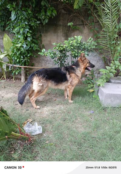 Pure Long Coat German Shepherd female Dog