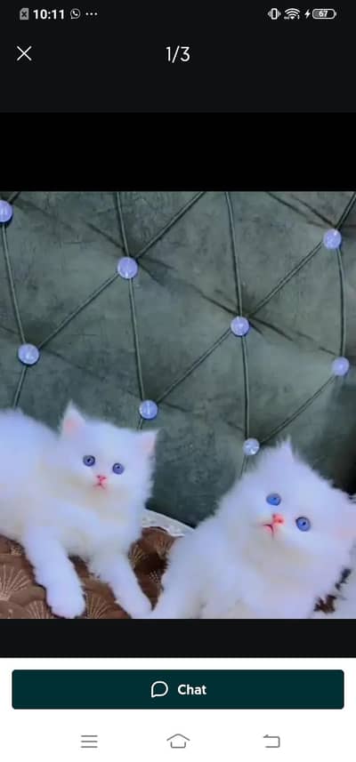 Persian cat for sale male or female my WhatsApp number03=25=31=33=95=5