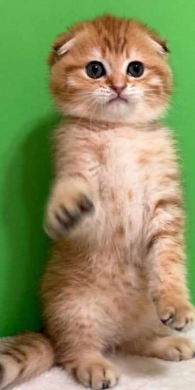 Pure Scottish Fold | Male & Female Kittens _Premium Quality cats