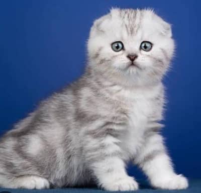 Pure Scottish Fold | Male & Female Kittens _Premium Quality cats