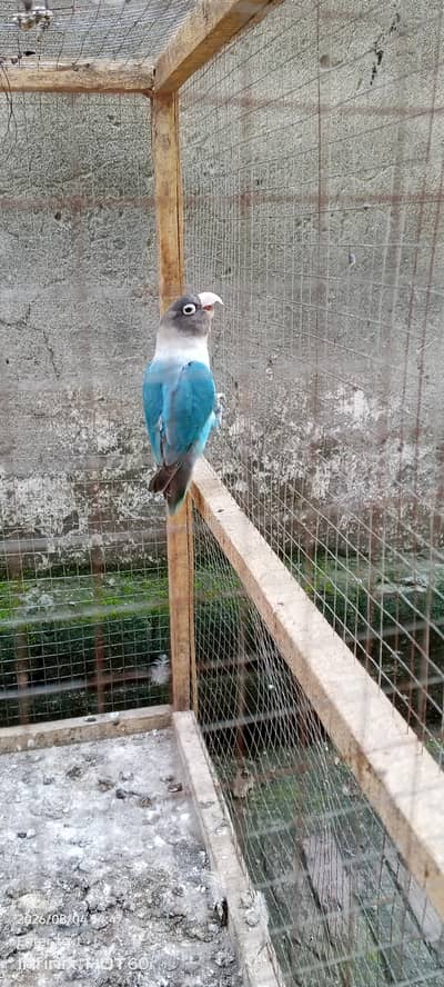 Adult Male ready for breed blue masked love bird
