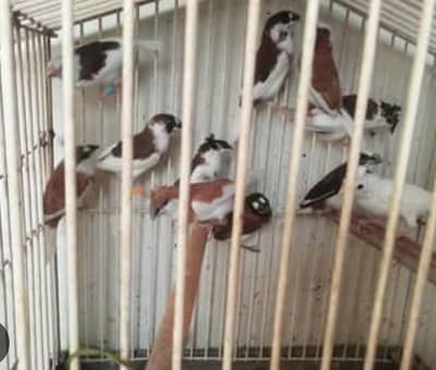 Banglies foster pairs