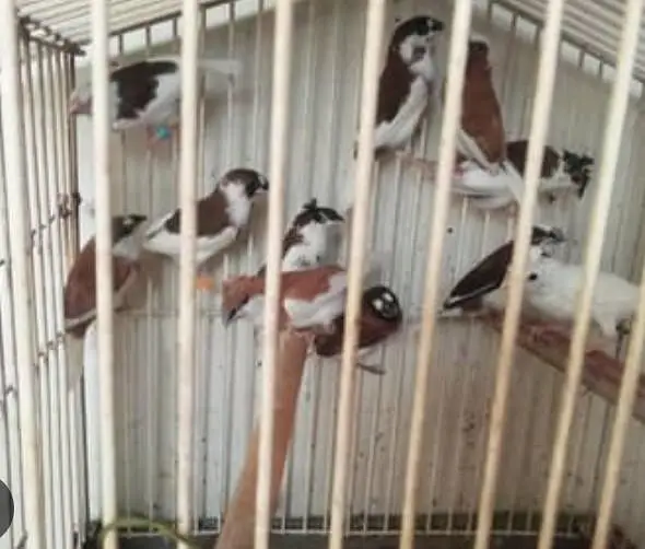 Banglies foster pairs