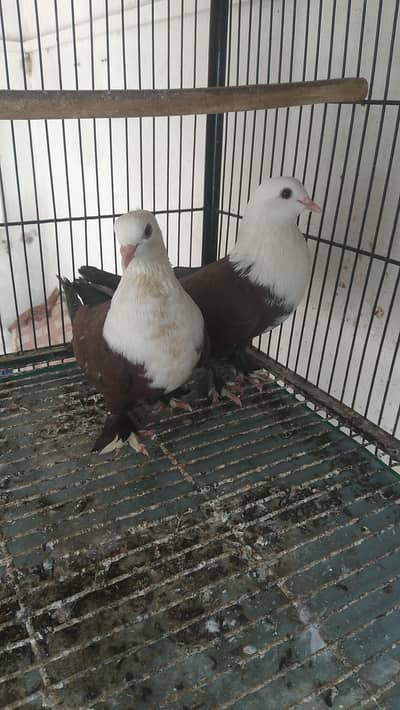 Fancy Birds for Sale