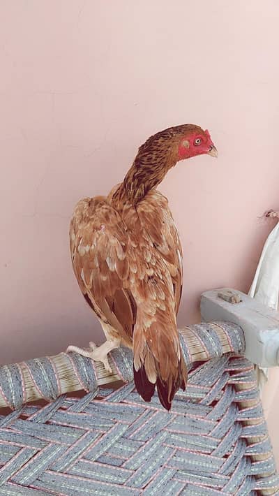 Pili Madi/Peeli Aseel Madi/ peeli zehrili Madi/Boski Madi