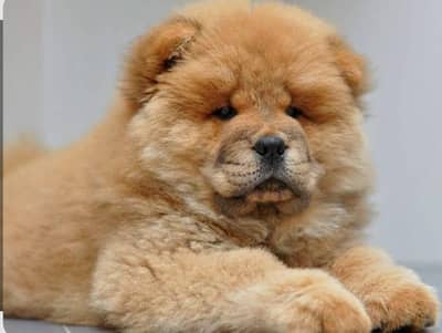 Pure Chow Chow | Male & Female Puppies _Imported Chow Chow